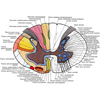 Рис. 882. Спинной мозг, medulla spinalis (схема). (Поперечный разрез спинного мозга; распределение белого и серого вещества.)