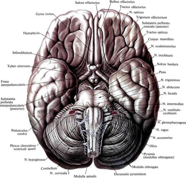 Мозг задний фото