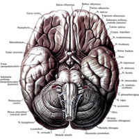 Рис. 884. Головной мозг, encephalon; вид снизу. (Нижняя поверхность.)