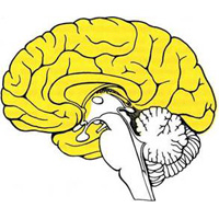 Рис. 885. Топография конечного мозга (обозначен цветом) (схема).