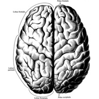 Рис. 886. Большой мозг, cerebrum; вид сверху. (Мозговые оболочки удалены.)