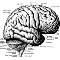 Рис. 888. Головной мозг, encephalon; вид сбоку. (Мозговые оболочки удалены.)