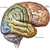 Рис. 889. Головной мозг, encephalon;  вид справа (полусхематично).
