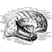 Рис. 890. Островок, insula, правый; вид сбоку и немного снизу.  (Мозговые оболочки и края боковой щели мозга удалены; боковая щель мозга широко раскрыта.)