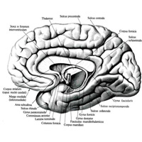 Рис. 891. Большой мозг, cerebrum; правое полушарие, hemispherium dextrum (Медиальная поверхность.) (Ствол головного мозга и мозжечок удалены.)