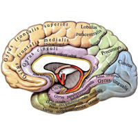 Рис. 892. Большой мозг, cerebrum; правое полушарие; медиальная поверхность (полусхематично). (Свод мозга и сосцевидно-таламический пучок отпрепарированы.)
