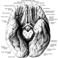 Рис. 893. Большой мозг, cerebrum; вид снизу. (Борозды и извилины основания большого мозга; ствол головного мозга и мозжечок, а также гипофиз и частично левый обонятельный тракт удалены.)