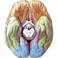 Рис. 894. Большой мозг, cerebrum; вид снизу (полусхематично).  (Нижняя поверхность.)