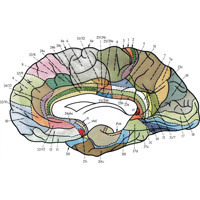 Рис. 897. Цитоархитектонические поля коры полушарий большого мозга.  (Медиальная поверхность. По данным Института мозга РАМН.)