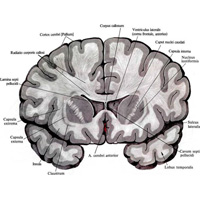 Рис. 898. Большой мозг, cerebrum; вид сзади. (Фронтальный разрез впереди передней спайки.)