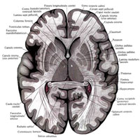 Рис. 901. Большой мозг, cerebrum; вид сверху. (Горизонтальный разрез на уровне спайки свода.)