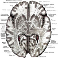 Рис. 902. Большой мозг, cerebrum; вид сверху. (Горизонтальный разрез на уровне передней спайки.)