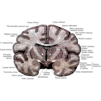Рис. 903. Большой мозг, cerebrum; вид сзади.(Фронтальный разрез через серый бугор и кзади от воронки.)