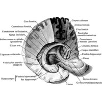 Рис. 912. Свод, fornix, и гиппокамп, hippocampus; вид сверху и несколько справа.