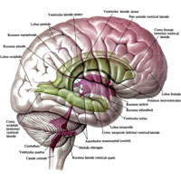 Рис. 913. Желудочки мозга, ventriculi cerebri; вид справа (схематично).  (Пространственные взаимоотношения между полушариями головного мозга, мозжечка, стволом головного мозга, представленными как бы прозрачными, и желудочками мозга.)