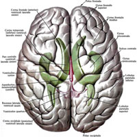Рис. 914. Желудочки мозга, ventriculi cerebri; вид сверху (полусхематично).  (Пространственные взаимоотношения между полушариями головного мозга, представленными как бы прозрачными, и желудочками мозга.)