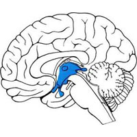 Рис. 918. Топография промежуточного мозга (обозначен цветом) (схема).