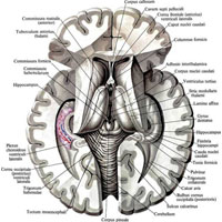 Рис. 919. Третий желудочек, ventriculus tertius; вид сверху.  (Большая часть мозолистого тела, свода и сосудистая основа III желудочка удалены.)