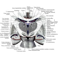 Рис. 920. Третий желудочек, ventriculus tertius; задняя часть; вид спереди. (Фронтальный разрез головного мозга через межталамическое сращение и сосцевидные тела.)