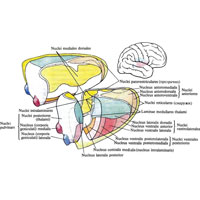 Рис. 921. Ядра промежуточного мозга (таламуса) (схема). (Правый таламус разрезан во фронтальной плоскости.)