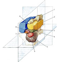 Рис. 922. Ядра промежуточного и среднего мозга в системе стереотаксических координат (по С. Масловскому). (Подушка заднего таламуса удалена.) 1 – nuclei anteriores; 2 – nuclei mediales; 3 – aqueductus mesencephali; 4 – nuclei areae H, H1, H2; 5 – nucleus ruber; 6 – substantia nigra: 7 – nucleus subthalamicus; 8 – zona incerta; 9 – nuclei ventrolaterales.