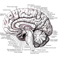 Рис. 923. Головной мозг, encephalon, правая половина; медиальная поверхность. (Сагиттальный разрез головного мозга.)