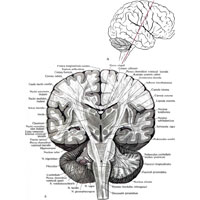 Рис. 925. Головной мозг, encephalon; вид спереди. (Поперечный разрез мозга; в левом полушарии мозжечка отпрепарирована средняя мозжечковая ножка.) А – линия разреза мозга. Б – образования мозга в плоскости разреза.