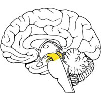 Рис. 926. Топография среднего мозга (обозначен цветом) (схема).