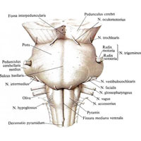 Рис. 928. Продолговатый мозг, medulla oblongata, мост, pons, и ножки мозга, pedunculi cerebri; вид спереди.