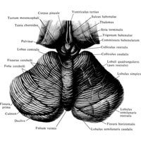 Рис. 929. Мозжечок, cerebellum; вид сверху и сзади. (Большой мозг и частично таламусы удалены.)