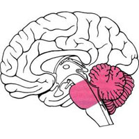 Рис. 931. Топография заднего мозга (обозначен цветом) (схема).