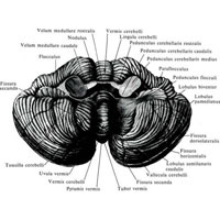 Рис. 935. Мозжечок, cerebellum; вид снизу и спереди. (Мозжечок отделен от большого мозга разрезами через верхние и средние мозжечковые ножки и верхний мозговой парус.)