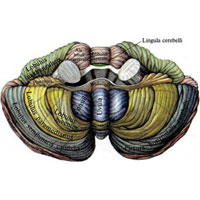 Рис. 936. Мозжечок, cerebellum; вид спереди (полусхематично).
