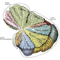 Рис. 938. Мозжечок, cerebellum (полусхематично). (Сагиттальный разрез через червь мозжечка.)