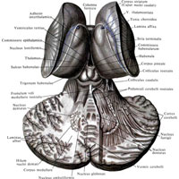 Рис. 939. Мозжечок, cerebellum, и крыша среднего мозга, tectum mesencephali; вид сверху. (Горизонтальный разрез через мозжечок немного выше горизонтальной борозды мозжечка.)