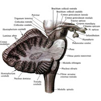 Рис. 940. Мозжечок, cerebellum, и ствол головного мозга, truncus cerebri; вид справа. (Разрез мозжечка немного вправо от срединной плоскости.)