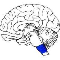 Рис. 941. Топография продолговатого мозга (обозначен цветом) (схема).
