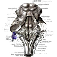 Рис. 944. Ромбовидная ямка, fossa rhomboidea; вид сверху и сзади. (Мозжечок удален; верхний мозговой парус и основа IV желудочка с сосудистым сплетением отвернуты.)