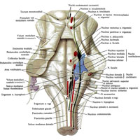 Рис. 945. Ядра черепных нервов, nuclei nervorum cerebralium, в области среднего и ромбовидного мозга (полусхематично). (Проекция ядер с дорсальной стороны.)