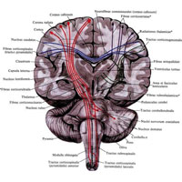 Рис. 948. Нисходящие пути спинного и головного мозга (полусхематично; фронтальный разрез). (Проекция волокон на поверхность мозга.) Обозначение волокон отсутствует в современной Nomina Anatomica.
