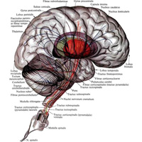 Рис. 949. Нисходящие пути спинного и головного мозга; верхнелатеральная поверхность (полусхематично). (Проекция волокон на поверхность полушария.)