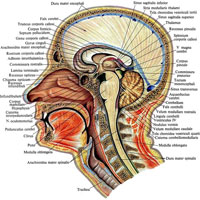 Рис. 954. Оболочки головного и спинного мозга. (Распил, проведенный немного влево от срединной плоскости; виден серп большого мозга и его отношение к мозолистому телу.)