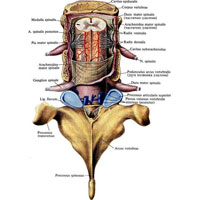 Рис. 955. Оболочки спинного мозга, meninges medullae spinalis; вид сзади. (Дуги и остистые отростки двух позвонков удалены).