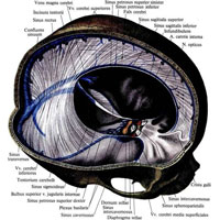 Рис. 957. Твердая оболочка головного мозга, dura mater encephali; вид справа и сверху. (Правая часть свода черепа удалена горизонтальным и сагиттальным распилами.)