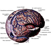 Рис. 959. Вены большого мозга, vv. cerebri. (Большая часть твердой оболочки головного мозга правого полушария удалена; участок мозгового вещества в области боковой ямки большого мозга удален; верхний сагиттальный и поперечный синусы, а также сток синусов вскрыты; вырезана часть височной доли и показаны вены и артерии островка.)