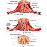 Рис. 965. Артерии и вены спинного мозга, аа. et vv. spinales. А – вид спереди. Б – вид сзади. В – вид сверху.