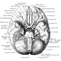 Рис. 967. Черепные нервы, nn. craniales. (Нижняя поверхность головного мозга и места выхода черепных нервов.)