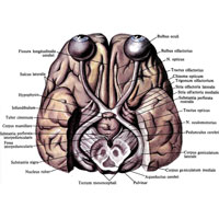 Рис. 970. Зрительные нервы и тракты; нижняя поверхность мозга.  (Большая часть височных долей и мост удалены.)