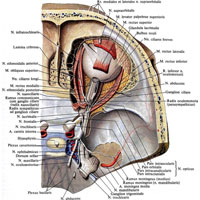 Рис. 972. Нервы глазницы, правой; вид сверху. (Верхняя стенка глазницы и частично мышца, поднимающая верхнее веко, и верхняя прямая мышца удалены; пещеристый синус вскрыт, твердая оболочка головного мозга в области узла тройничного нерва удалена.)