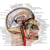 Рис. 973. Тройничный нерв и автономные (вегетативные) узлы головы; вид справа (полусхематично).